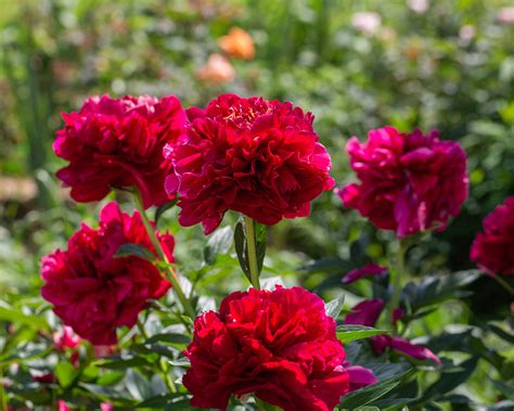 Peony 'Buckeye Belle' bare roots — Buy red peonies online at Farmer ...