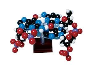 Molymod W19754 128 Piece Two Layer DNA Molecular Model Kit : Amazon.in ...