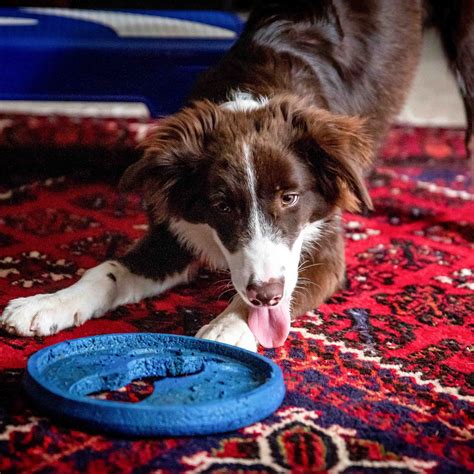 Best Tech Gadgets To Invest In If You Have A Pet I LBB