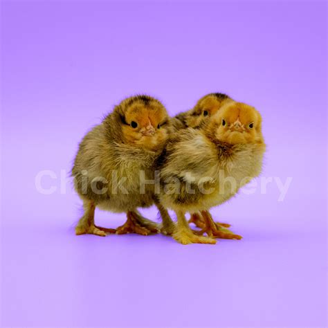 Buff Brahma Chickens | Chick Hatchery