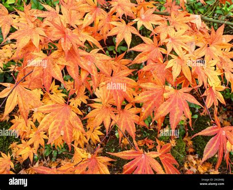 Autumn leaves on a Japanese maple shrub Stock Photo - Alamy