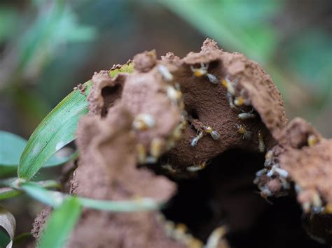 Termite Guide: Identification, Prevention, and Elimination | Mint Pest Control - habitat of termite