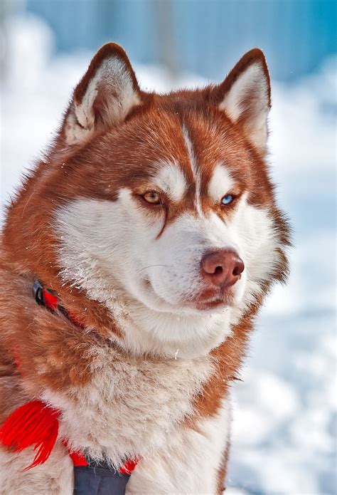 Pictures Of Huskies - An Amazing Gallery of Siberian And Alaskan Dogs ...