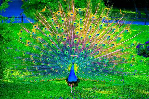 Peacock HD Wallpapers - Top Free Peacock HD Backgrounds - WallpaperAccess