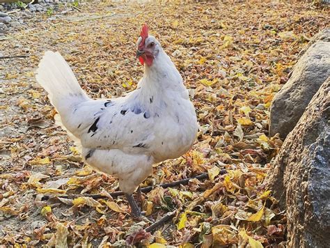 20 Best Hybrid Chicken Breeds for Higher Yield (With Pictures)