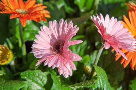 Gerbera Daisies: Plant Care & Growing Guide
