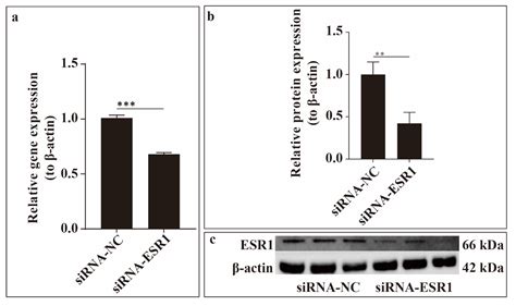 ESR1 Regulates Fecundity and Functions in Endometrial Stromal Cells of ...