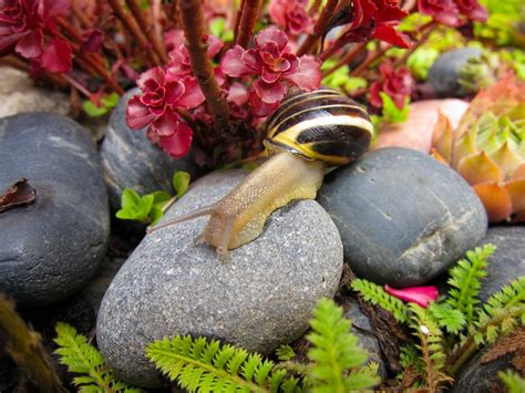 How Do Freshwater Snails Mate: The Reproduction Process of Freshwater ...