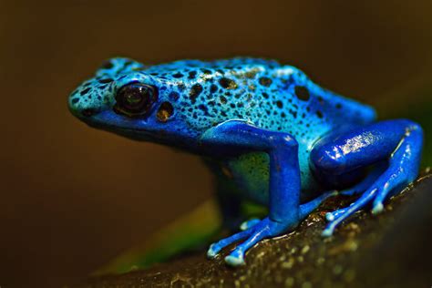 How Long Have Frogs Been Around