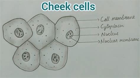 Image result for Check Cells