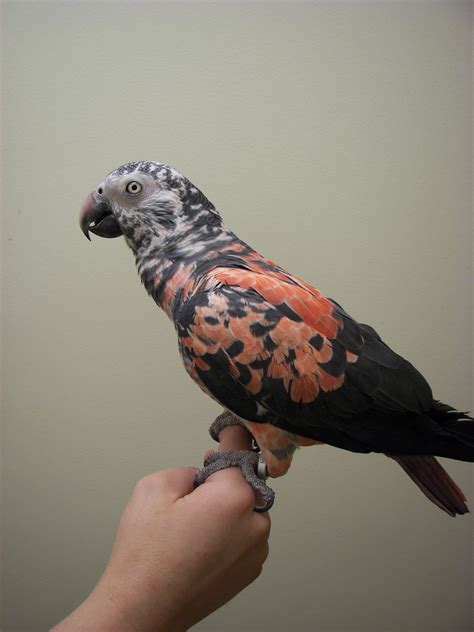 Timneh African Grey Parrot