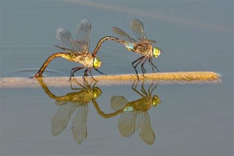【诗词鉴赏】十三首有关蜻蜓的诗词，飞舞在夏日的精灵，你喜欢吗？_钓丝