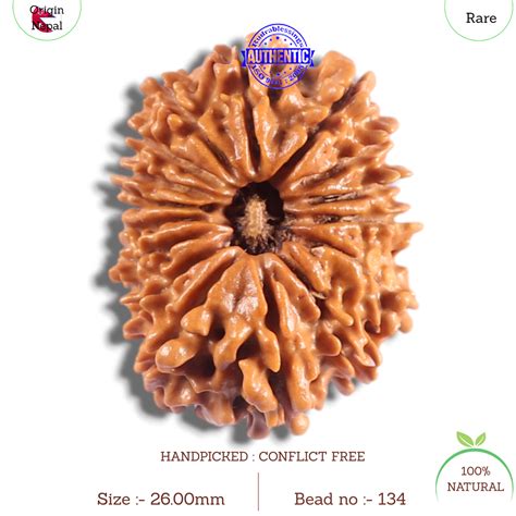 16 Mukhi Rudraksha from Nepal - Bead No. 134 – Rudra and Sons