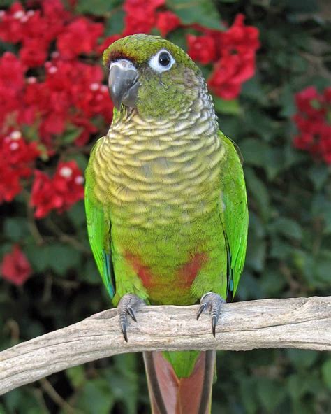 50 Different Types of Conure Parrots