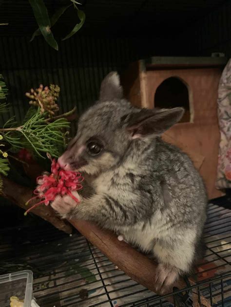 Possum - SA Native Animal Rescue (SANAR) Inc