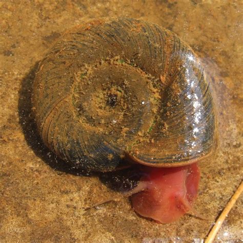 Freshwater snail | Aquatic, Mollusk, Shells | Britannica