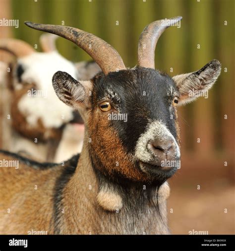 Nigerian Dwarf Goats With Horns