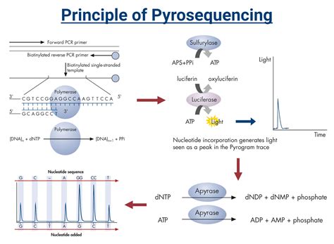 454 Pyrosequencing Steps 的图像结果