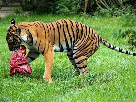 International Tiger Day: 15 Amazing Facts About Beautiful Beast You ...