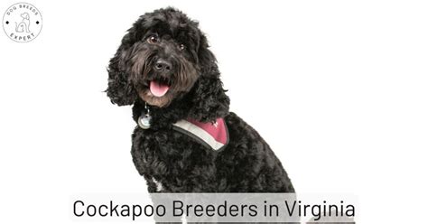 Image result for Cockapoo Breeders