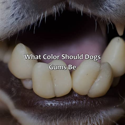 Image result for Gum Color