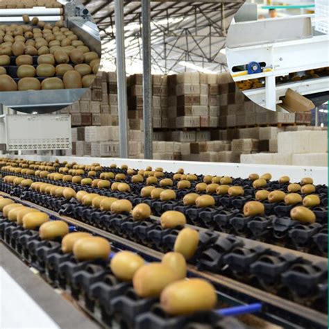 Reemoon India- Fruit Sorting and Grading Machine, sorter, Grader ...