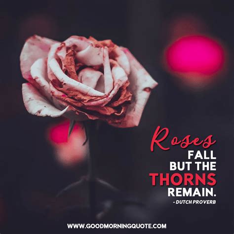 Inspiring and Beautiful Rose Quotes With Images - Good Morning Quotes