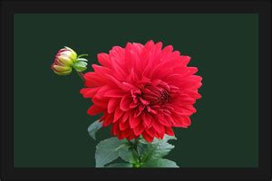 Flower Scenery Nature Poster with A4 Size Frame F-224 Paper Print ...