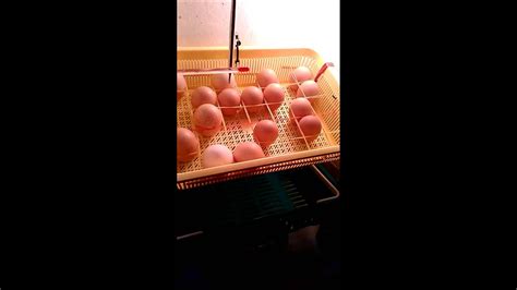 自製孵蛋箱 - YouTube