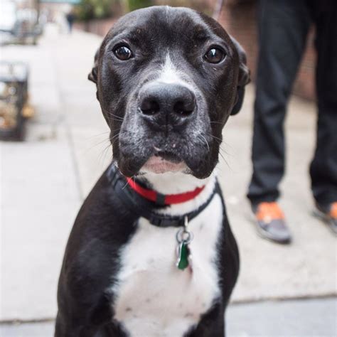 Great Dane Mixed With Pitbull