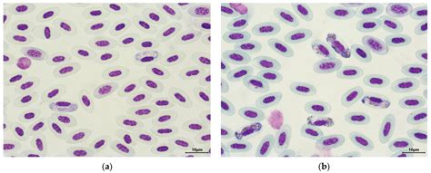 Detection of Avian Haemosporidian Parasites in Wild Birds in Slovakia