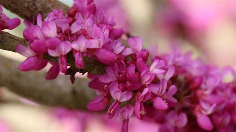 +Flash Fire Maple Tree Problems 的图像结果