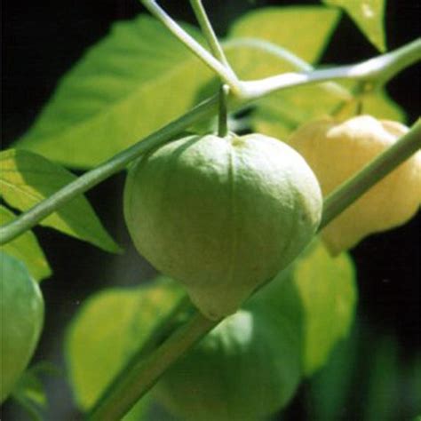 Tomatillo 'Rendidora' (Physalis ixocarpa) seeds