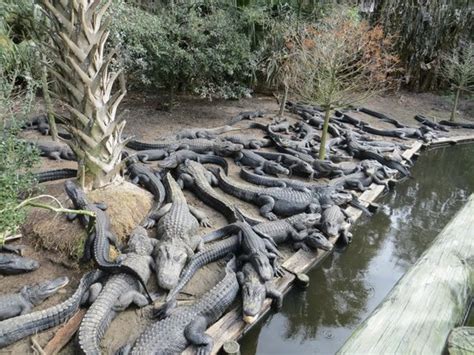 Amazing! - Reviews, Photos - St. Augustine Alligator Farm Zoological ...