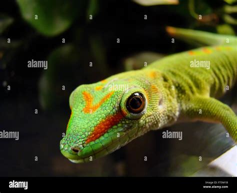 madagascar giant day gecko Stock Photo - Alamy