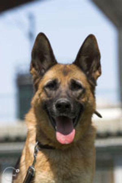 Rassehunde Schaeferhund Kleinanzeigen | Rassehunde Schaeferhund ...