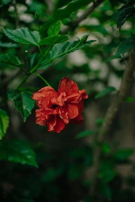 GREEN VOLCANO Hybrid Hibiscus Grafted Live Plant Rose Mallow Multi ...