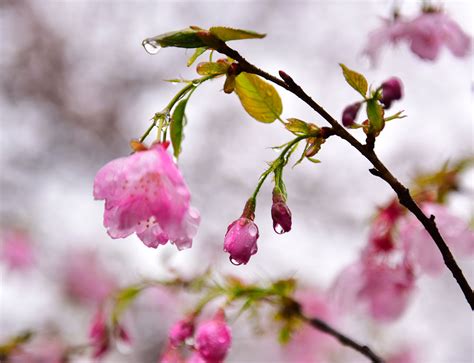 樱花时节-中国诗歌网