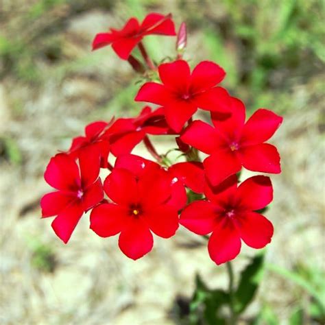 Buy Omaxe Phlox Beauty Red seeds online at best price