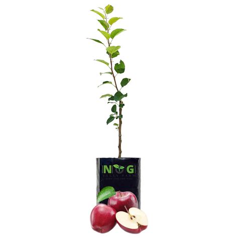 NOG VALLY FARM - Live Fruit Plant for Hot Climate Supporting All India ...
