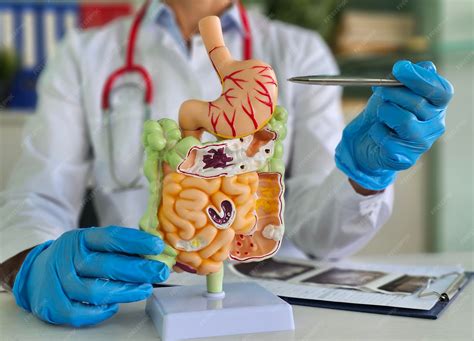 Doctor presents a detailed model of the human digestive system during a ...