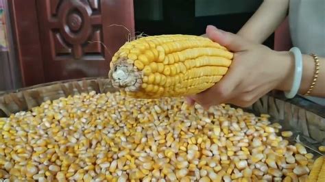 手掰玉米图片,掰玉米图片,玉米丰收图片大全_大山谷图库