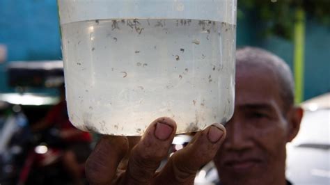 Une prime par moustique: à Manille, une initiative locale pour lutter ...