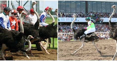 Strange But True - They Had An Ostrich Race In Minnesota, USA!