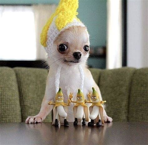 Pin by Sandy Loewen on Chihuahua Lover | Cute baby animals, Cute funny ...