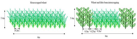 Wheat and Faba Bean Intercropping Together with Nitrogen Modulation Is ...