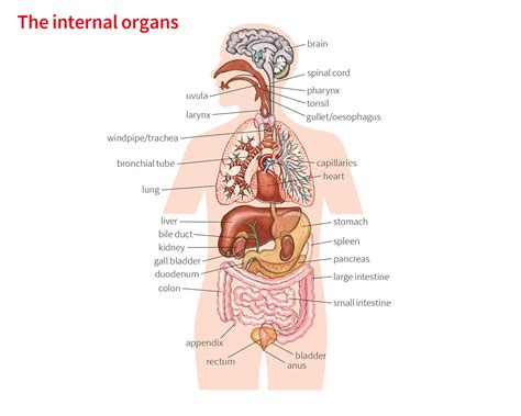 Image result for Duodenum Part