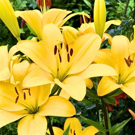 Lilium | Asiatic lily flower bulbs "Multicolor" (Pre Booking) – Lalit ...