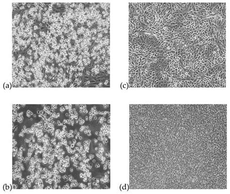 First Isolation and Rapid Identification of Newcastle Disease Virus ...
