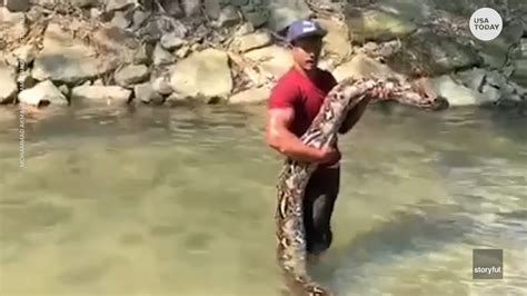 Giant Pet Python 的图像结果